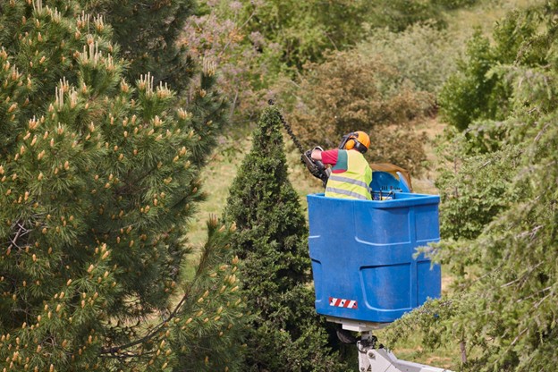 A gardener trims a cypress tree with a chainsaw from a crane, highlighting the precision and factors influencing the cost of trimming a tree.