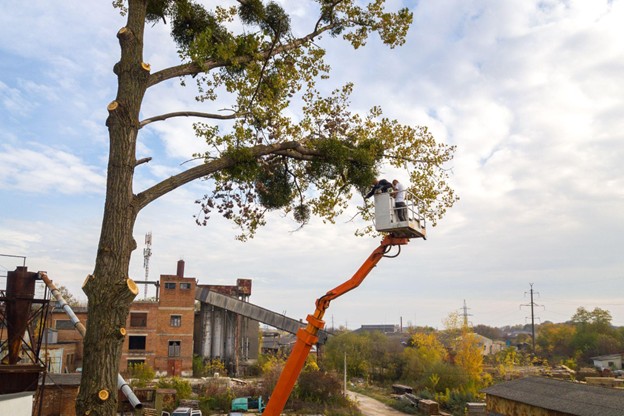 Two male service workers trim large tree branches with a chainsaw from a high lift platform.