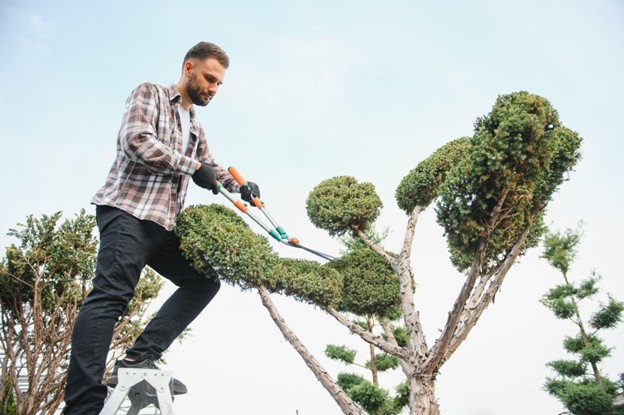 A garden worker carefully trims tree branches with pruning shears.