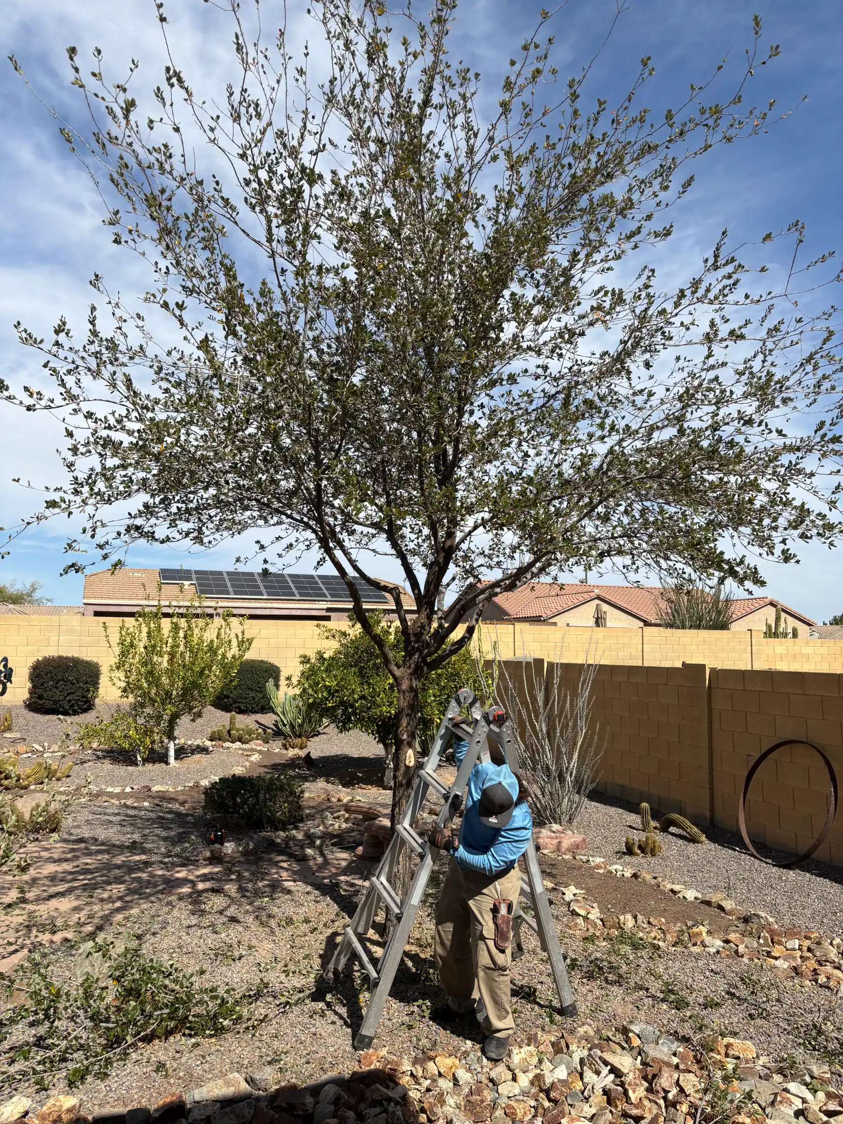 Landscaping and Tree Services