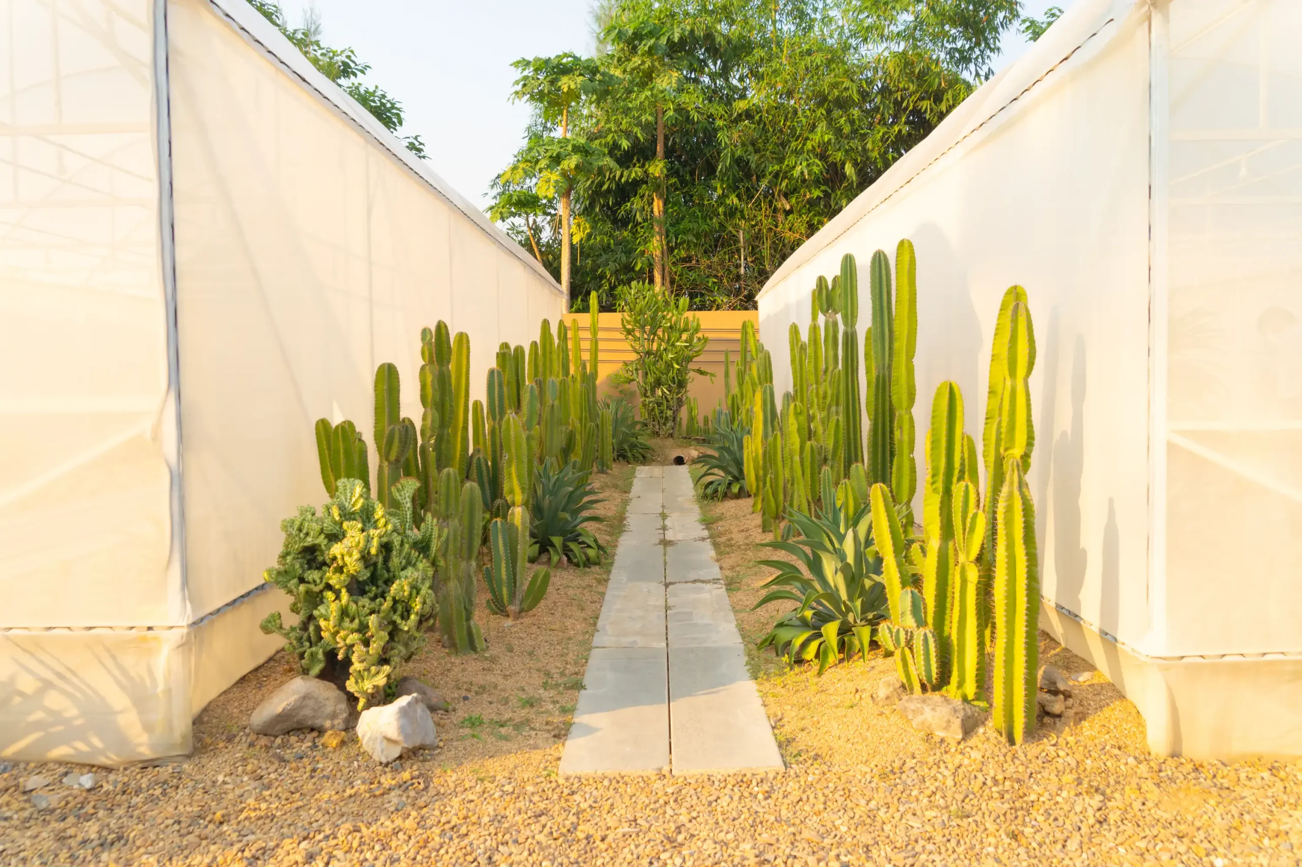cactus plants set in garden desert in industry far