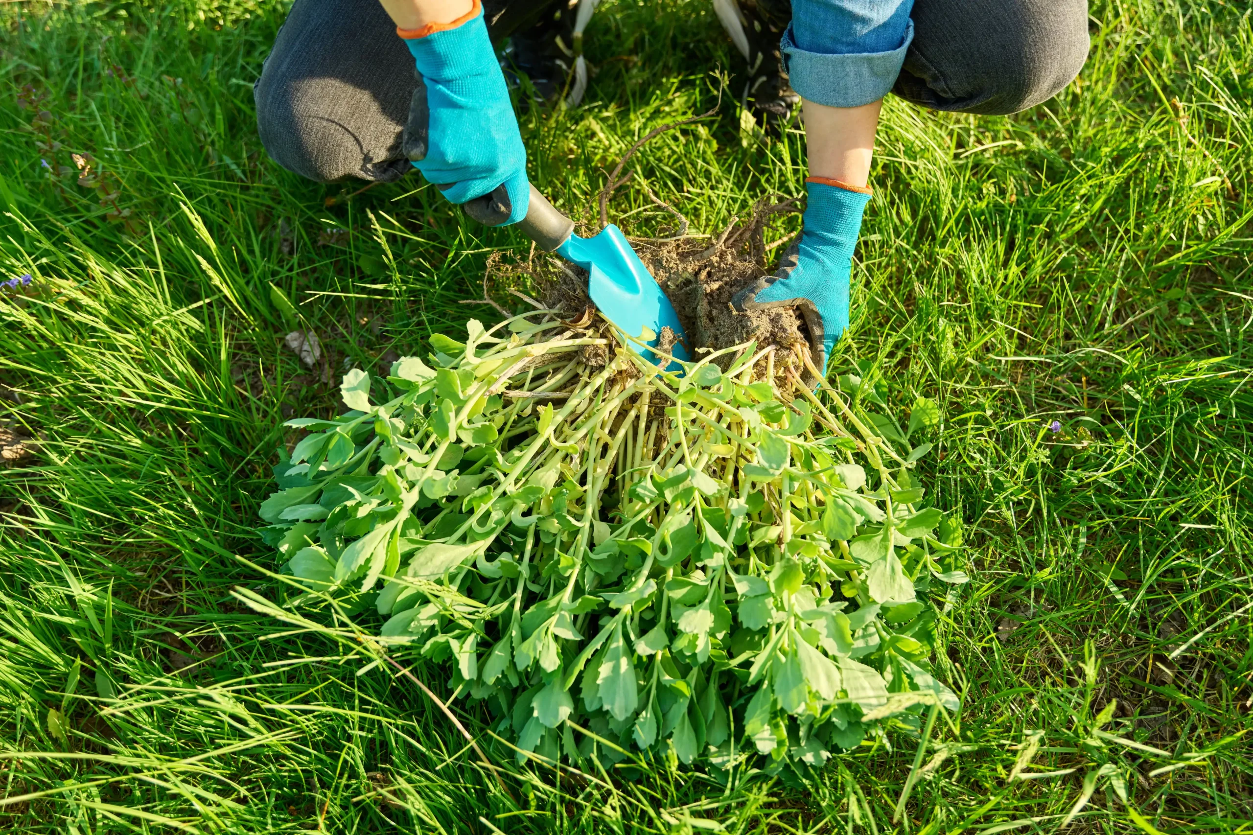 Weed Control