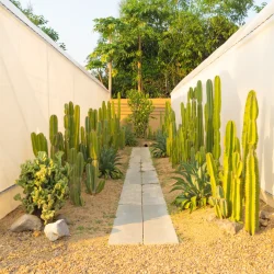 cactus plants set in garden desert in industry far cactus plants set in garden desert in industry far