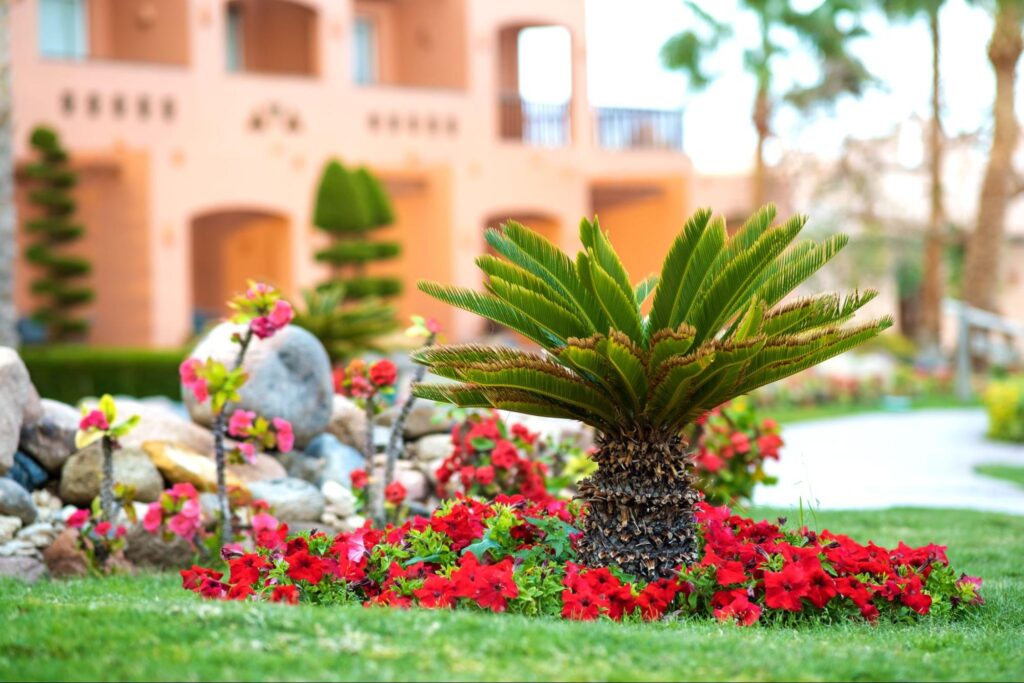 Desert landscaping ideas for 2025 featuring a small green palm tree surrounded by vibrant blooming flowers on lush grass, adding color and life to outdoor spaces.