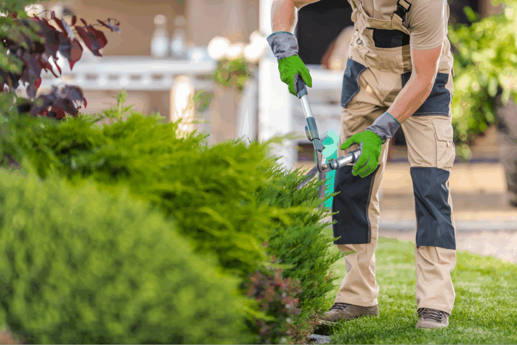 A landscaper cutting and shearing shrubs.