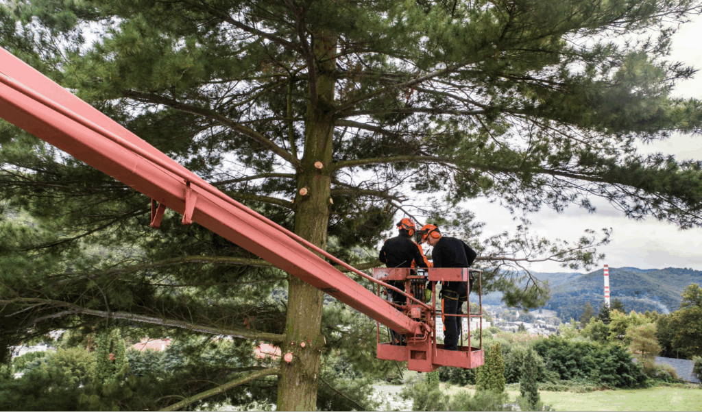 Two construction workers working on cutting down a tree.
