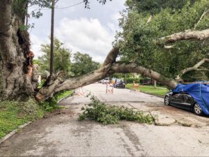 A tree fell on the car, causing major damage.