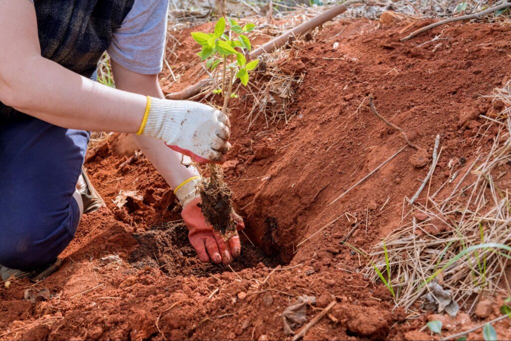 A person in gloves is planting a tree.