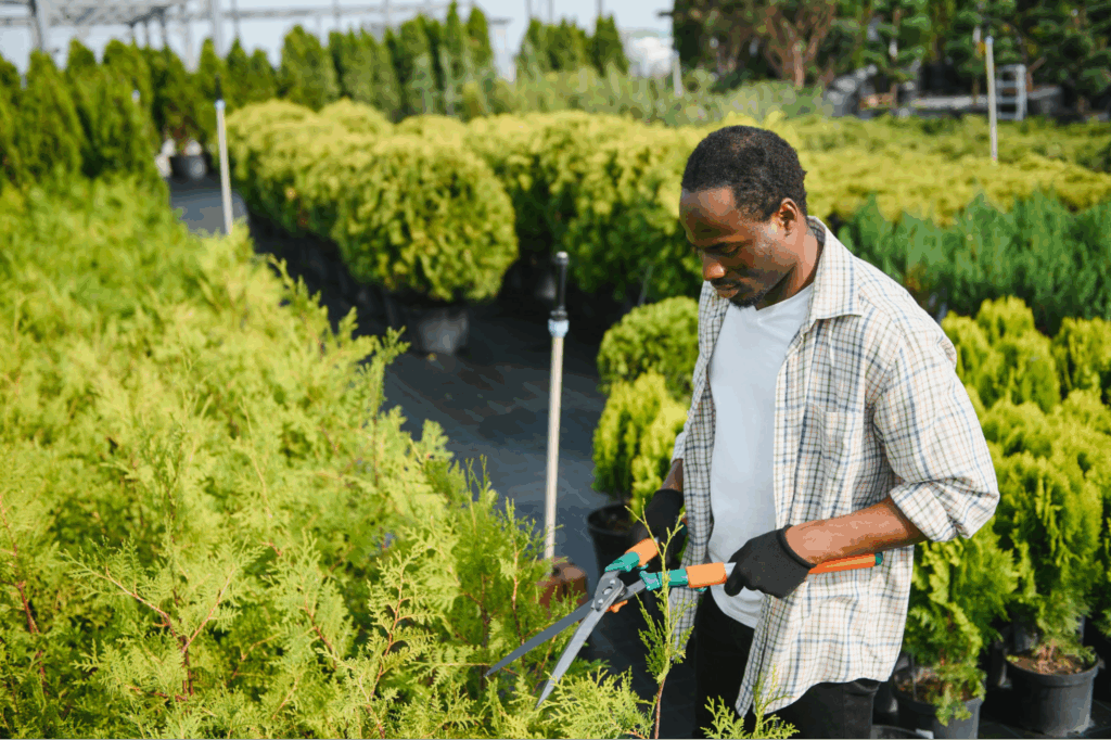 A landscaper shearing shrubs.