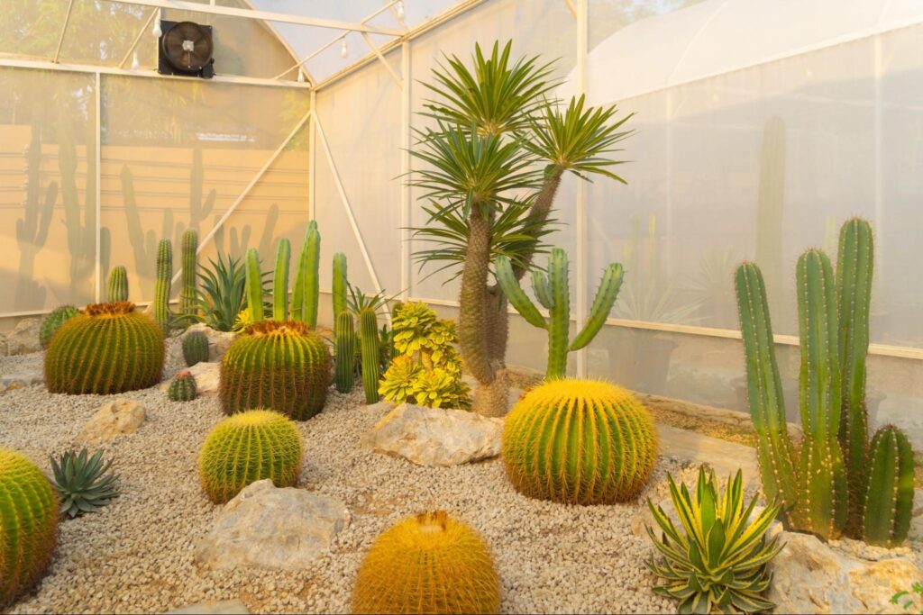 Cactus plants arranged in a desert garden within an industrial farm, showcasing a resilient and low-maintenance landscaping design.