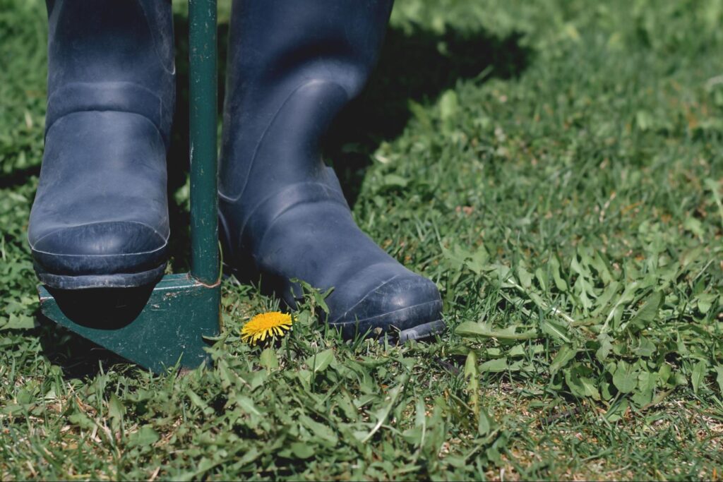 A woman’s foot in rubber boots steps on a weed picker tool to remove dandelions for weed control for lawns.