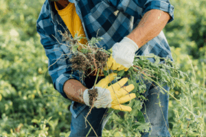 A man holding weeds he pulled out