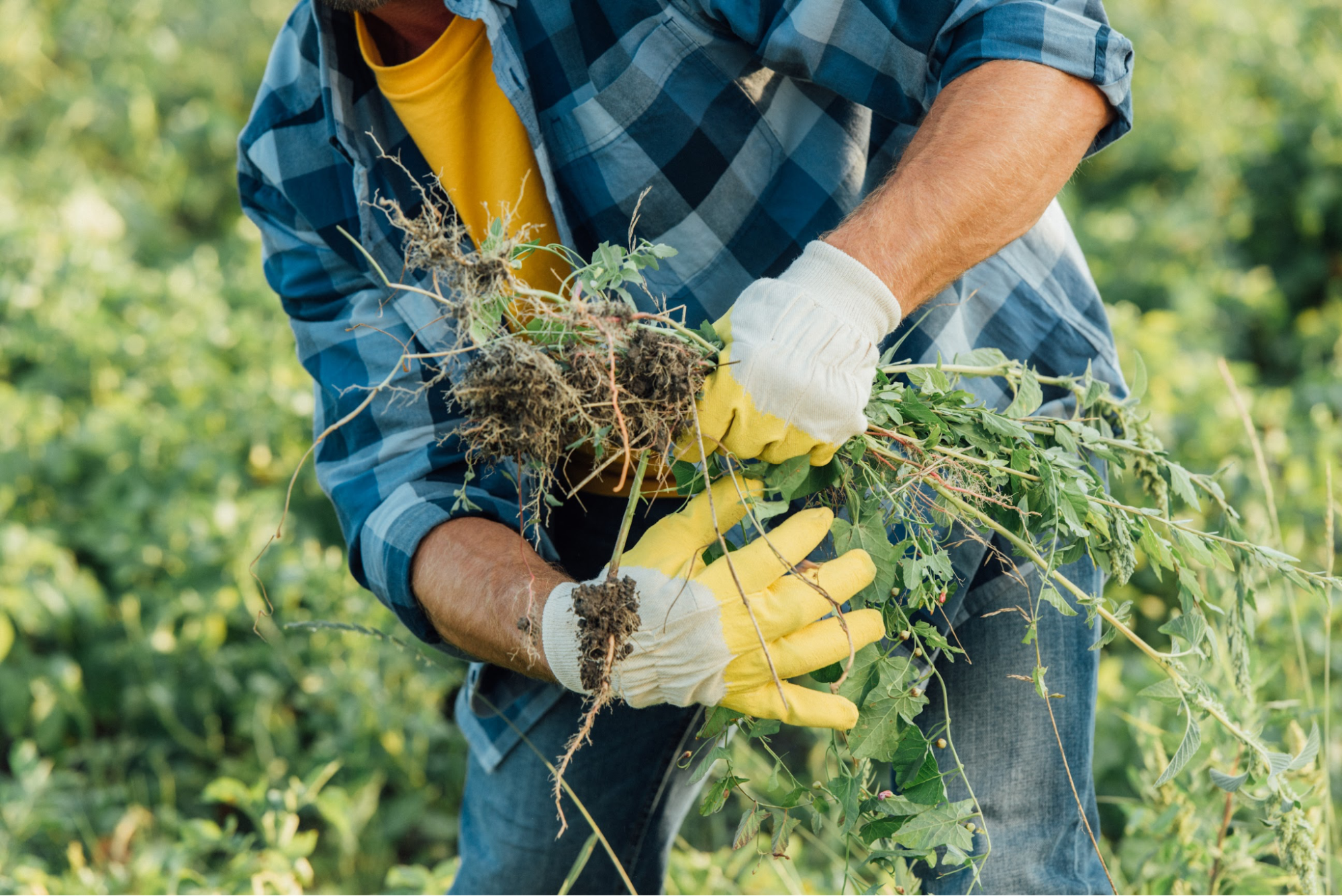 A man holding weeds he pulled out