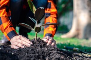Man planting a tree in the dirt.