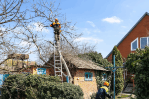 A landscaper is on a ladder trimming a tree that has fallen on a house.