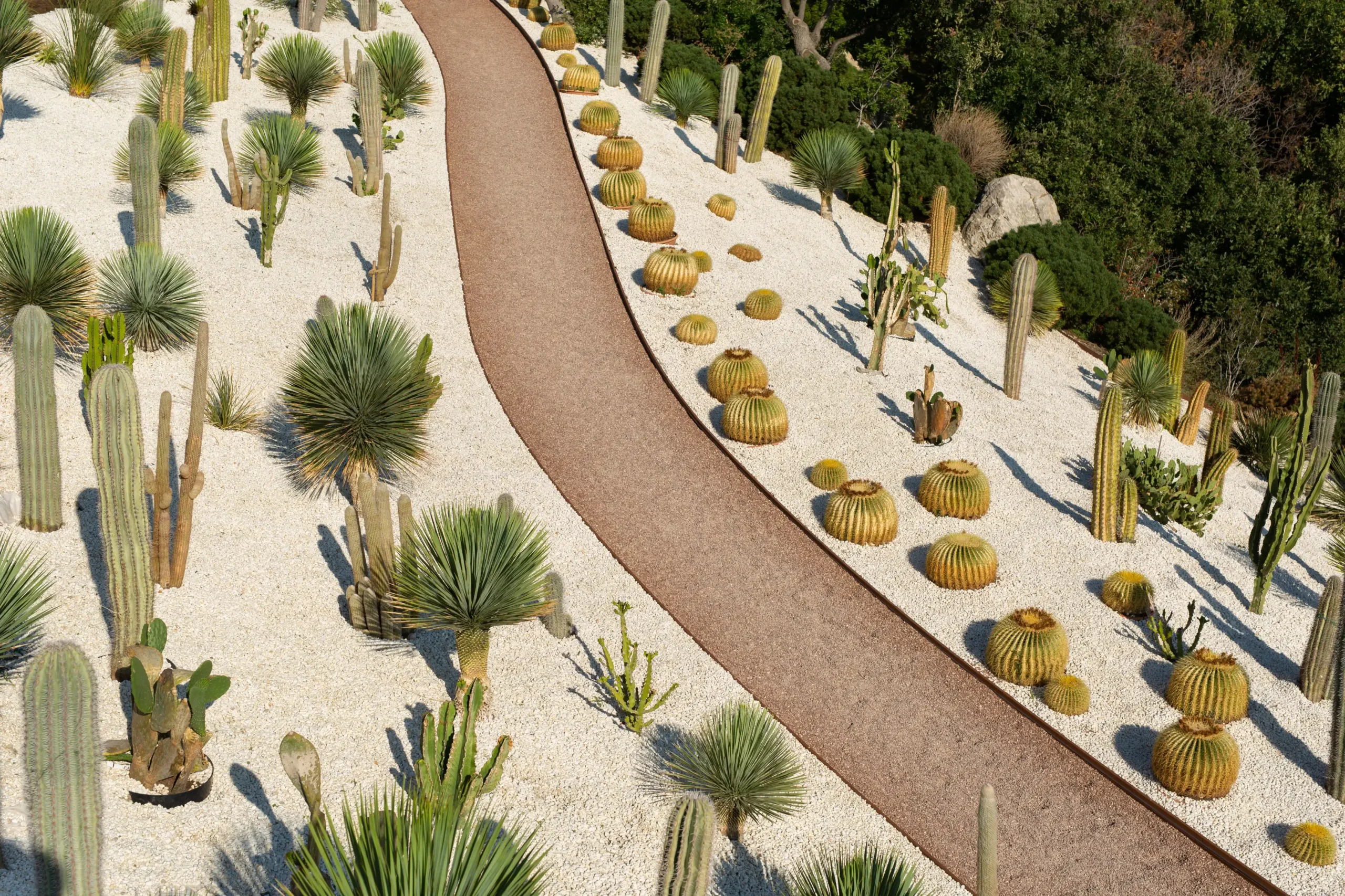 Desert Landscaping